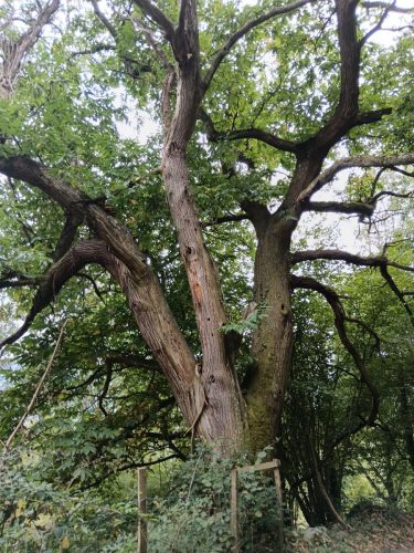 20250929-Arras_en_Lavedan_08