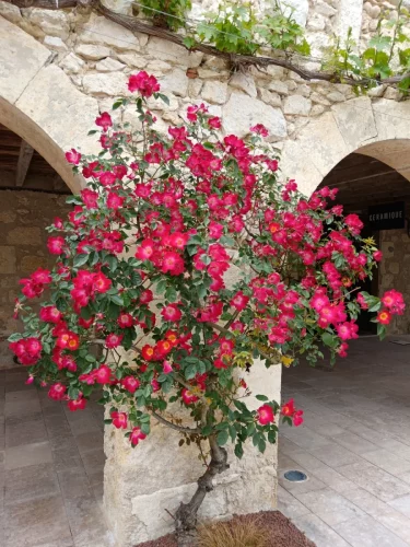 La_Romieu-Coursiana_06