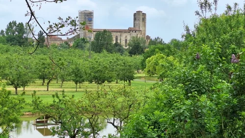 La_Romieu-Coursiana_10